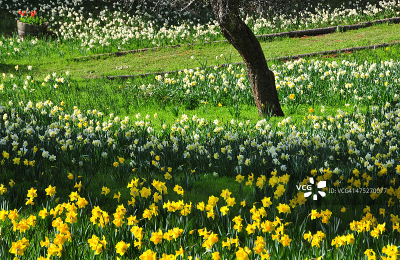 水仙花山丘图片素材