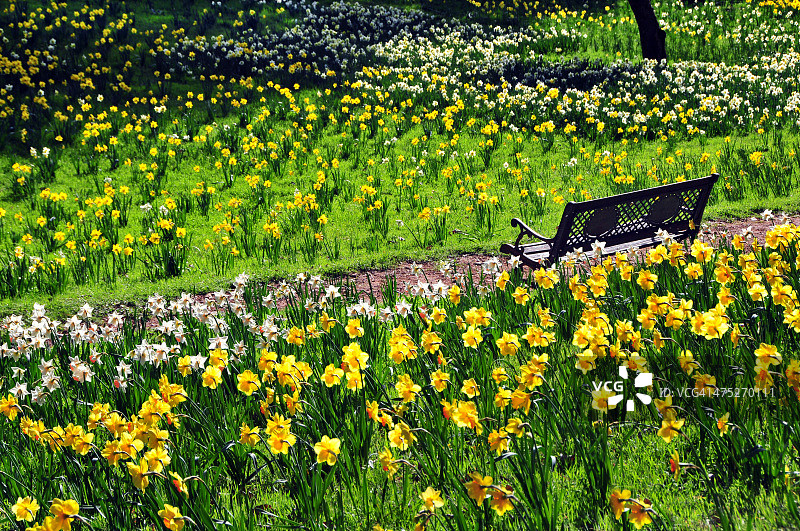 水仙花山丘图片素材