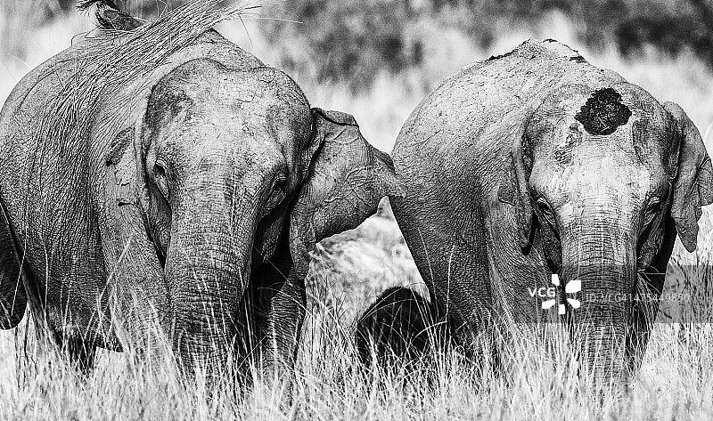 黑白野生象图片素材