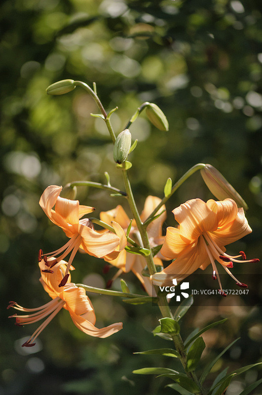 盛开的橙色亚洲百合图片素材