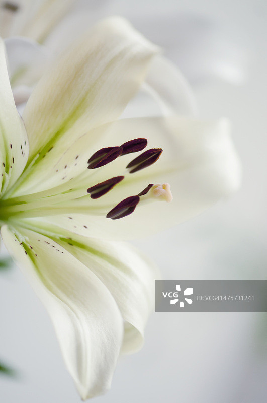 盛开的亚洲花园百合图片素材