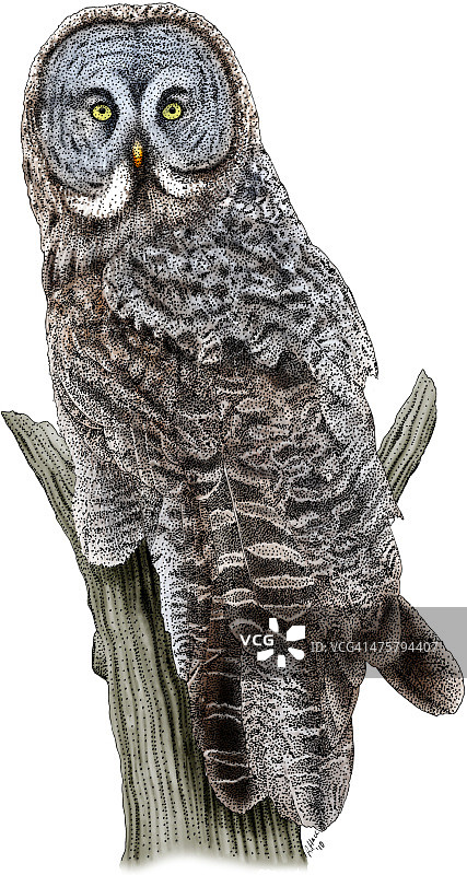 大灰猫头鹰图片素材