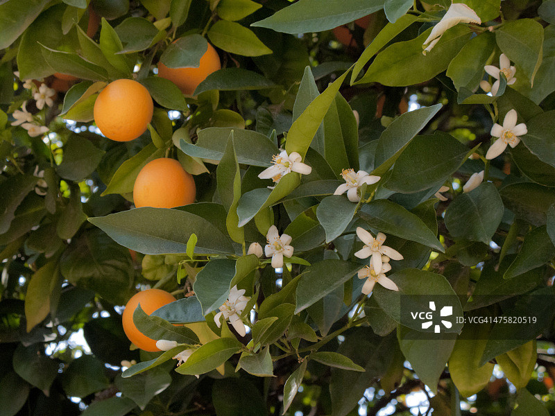树上的橙色花朵与橙子图片素材