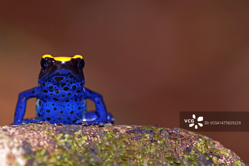 染色箭毒蛙图片素材