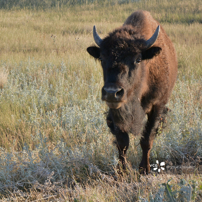 近距离观察图片素材