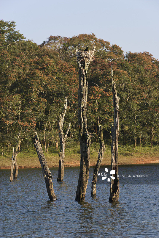 佩里亚尔国家公园鸬鹚巢图片素材