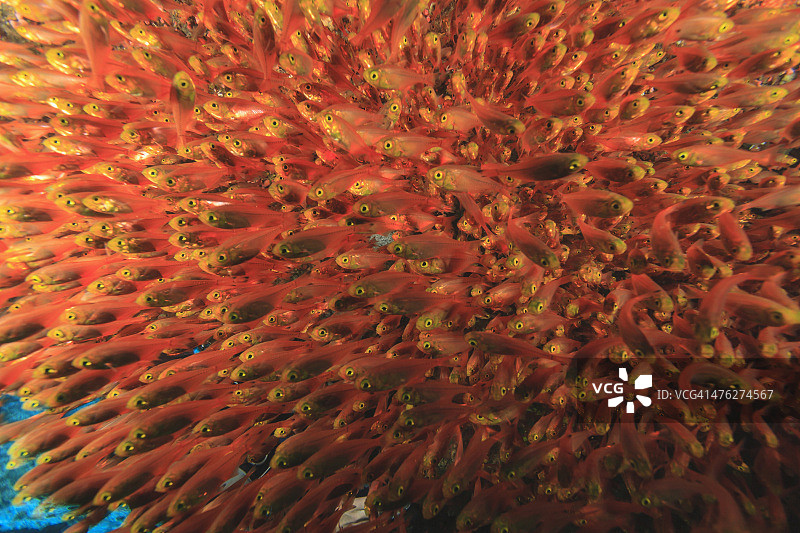 成群结队的清洁鱼图片素材