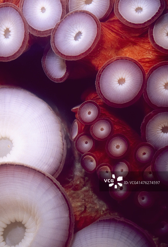 章鱼吸盘图片素材