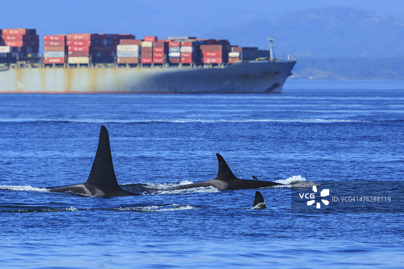 虎鲸与工业图片素材