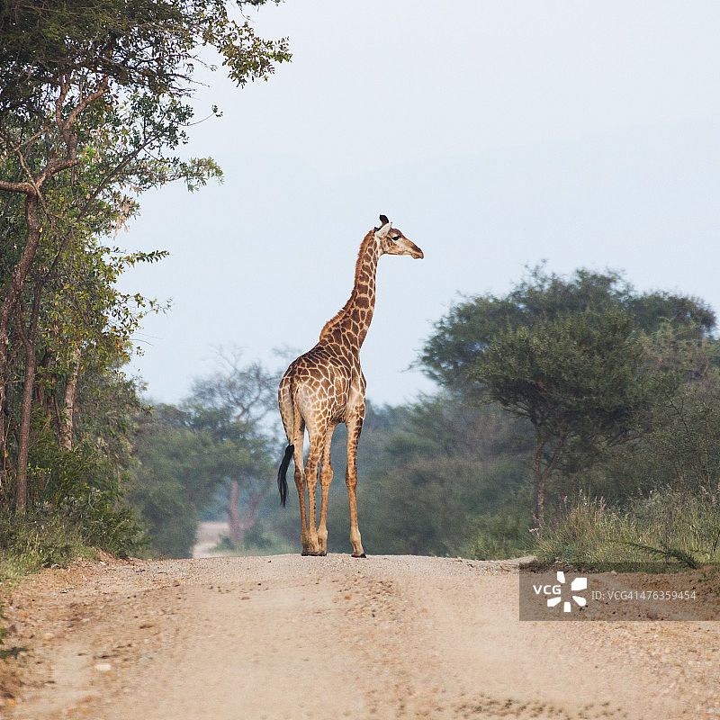 克鲁格野生动物保护区的长颈鹿图片素材