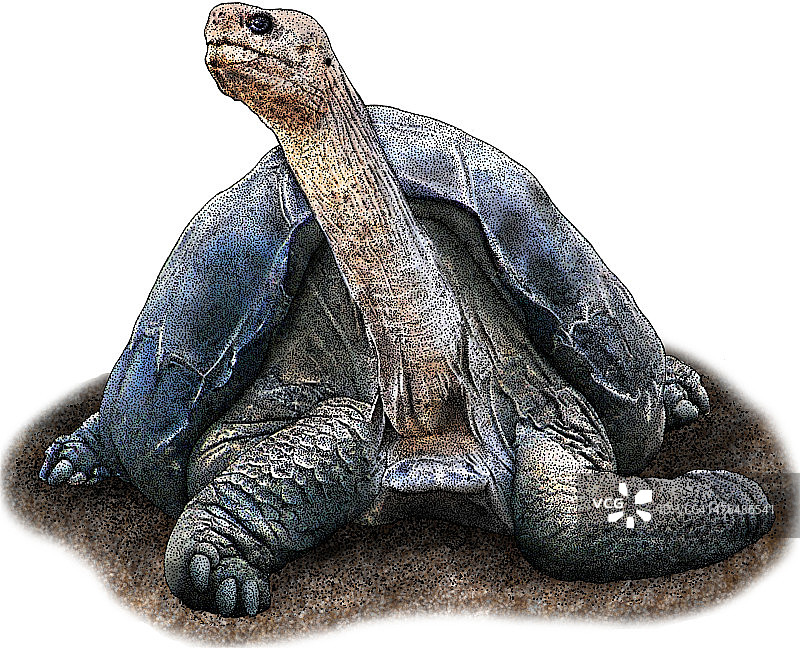 平塔岛象龟图片素材