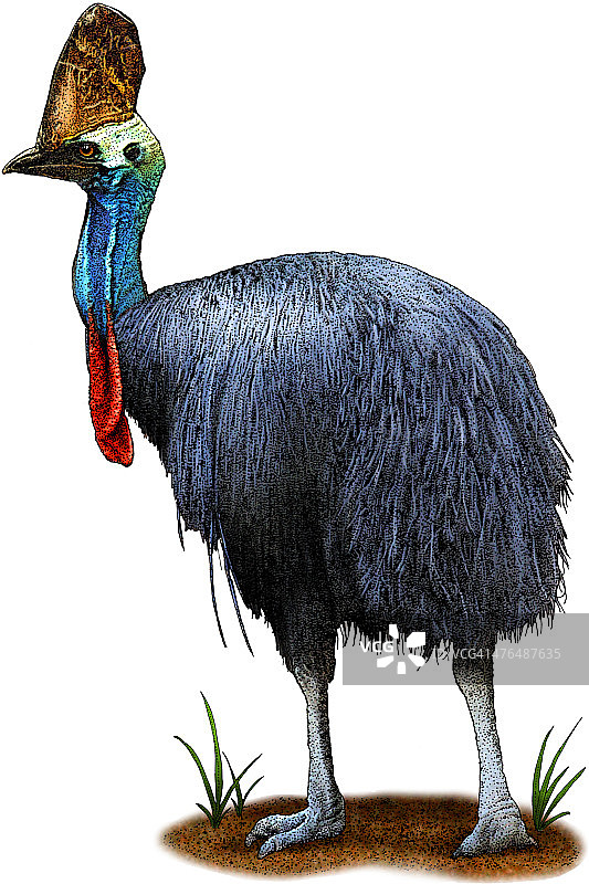 南方鹤鸵图片素材