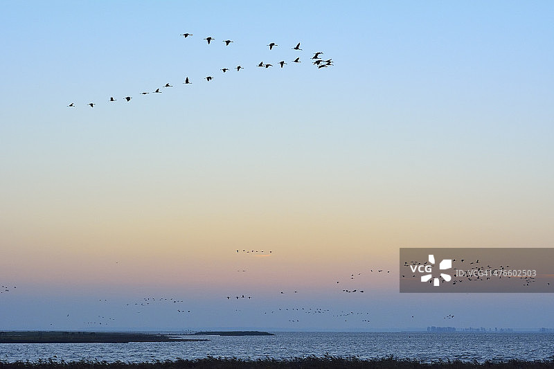 普通鹤，Grus grus图片素材