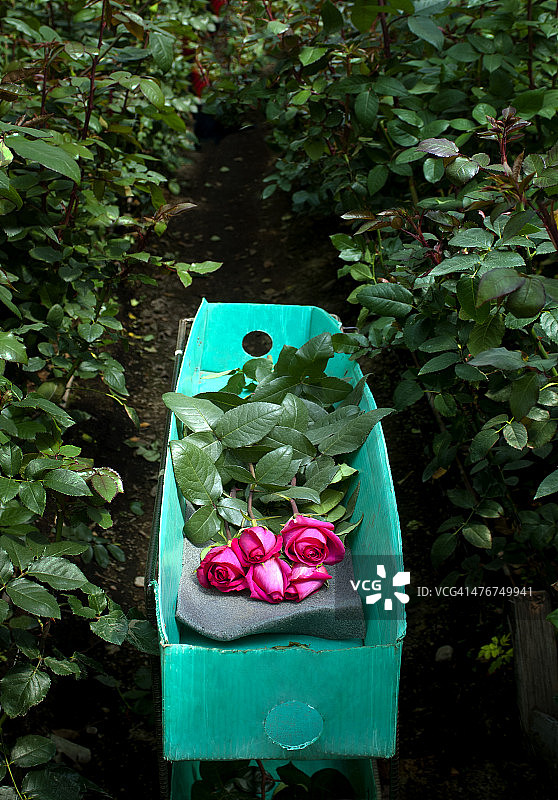 厄瓜多尔拉塔昆加的玫瑰农场图片素材