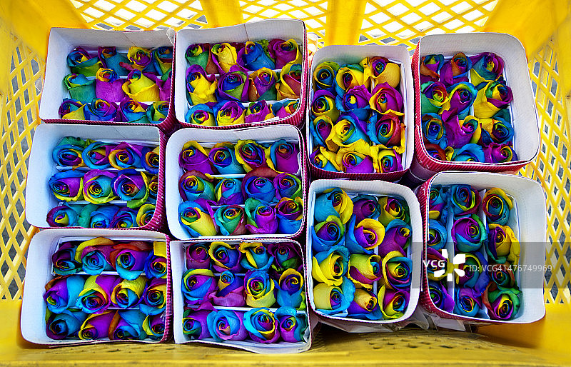 厄瓜多尔拉塔昆加的玫瑰农场图片素材