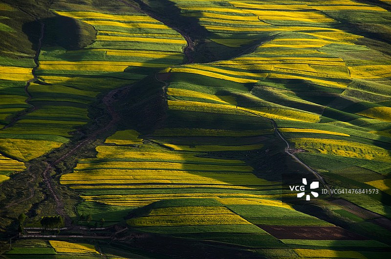 油菜籽与麦田图片素材