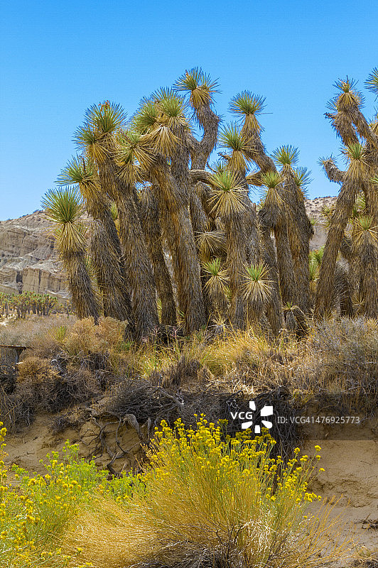 加利福尼亚州红岩峡谷州立公园图片素材