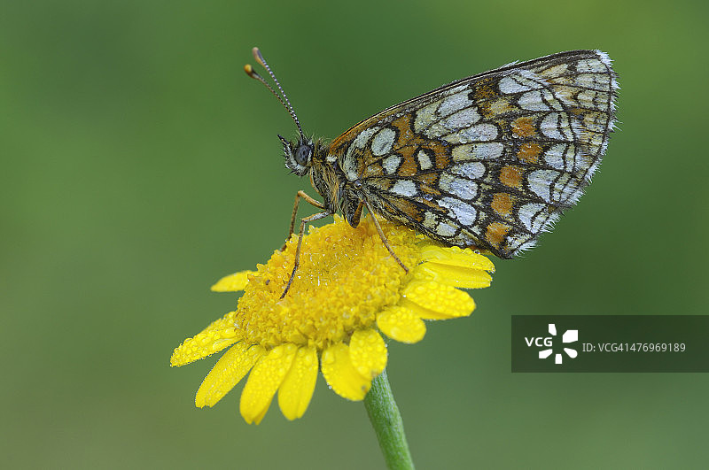 欧石楠蛱蝶图片素材