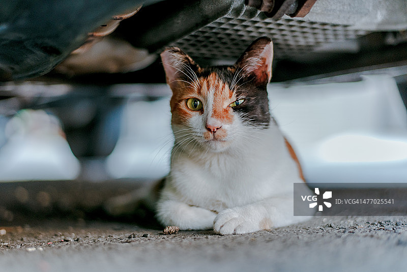 可爱的眨眼小猫图片素材