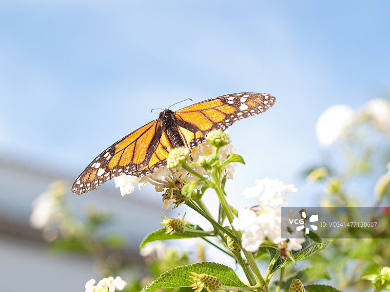 帝王蝶在花上采蜜图片素材