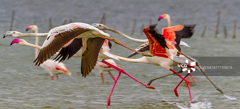 印度普利卡特湖鸟类保护区的火烈鸟图片素材