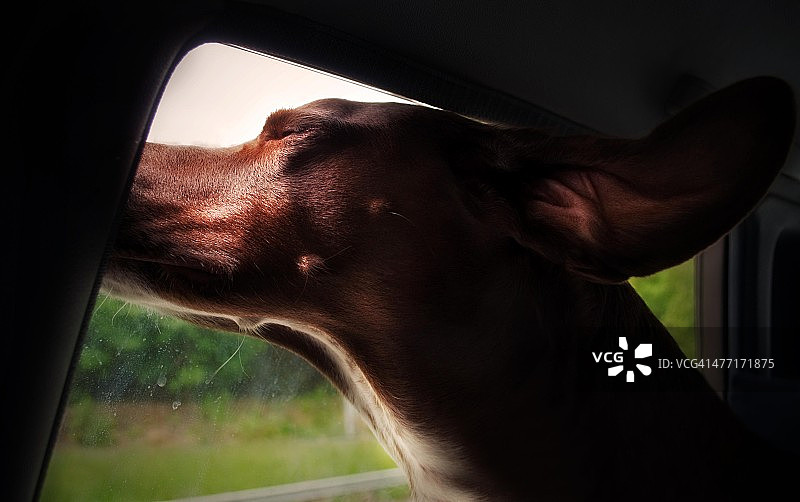 车窗里的小狗图片素材