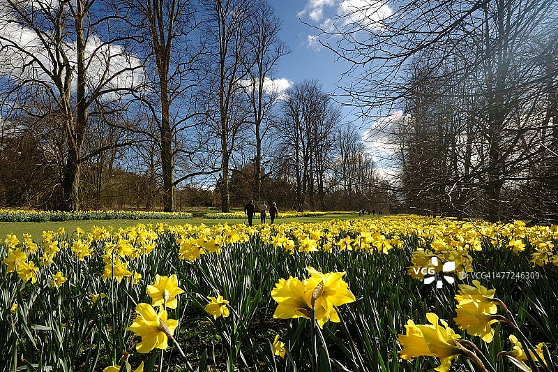 林荫道旁的水仙花图片素材
