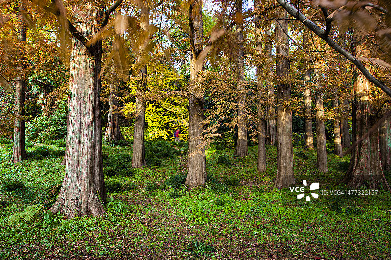 秋季东京小石川植物园图片素材