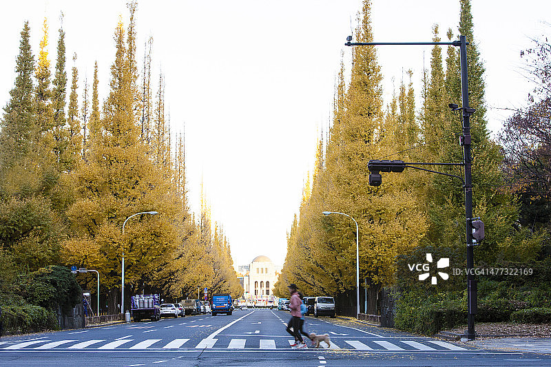 东京银杏大道秋景图片素材