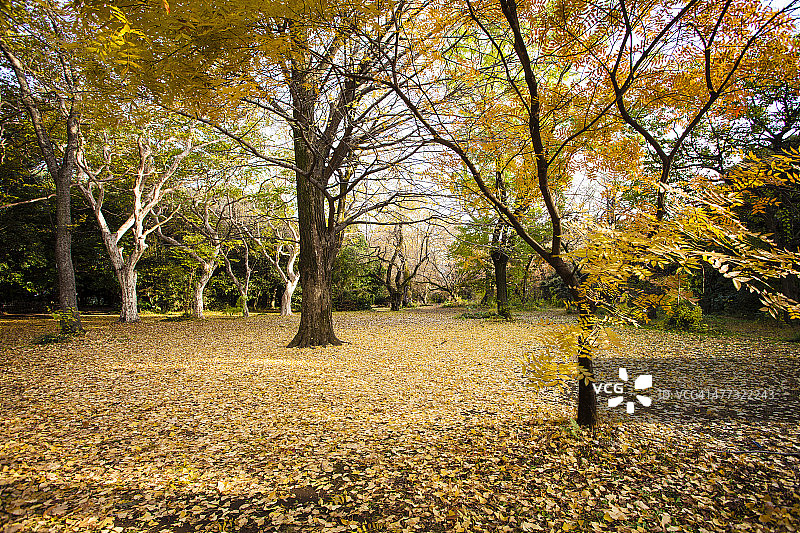 秋季东京小石川植物园图片素材