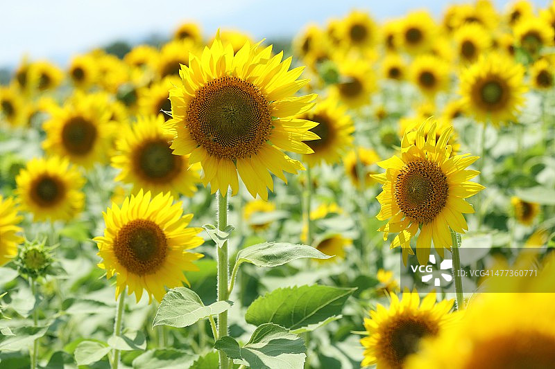 座间市的向日葵图片素材