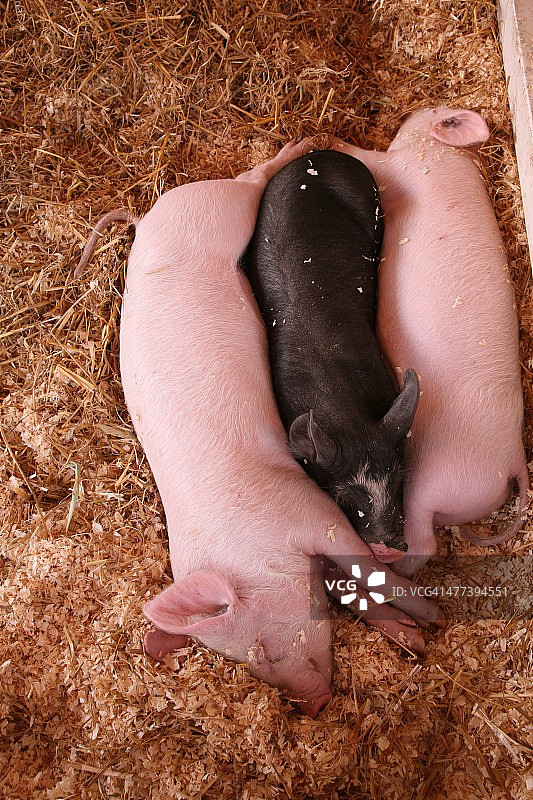 睡觉的猪图片素材