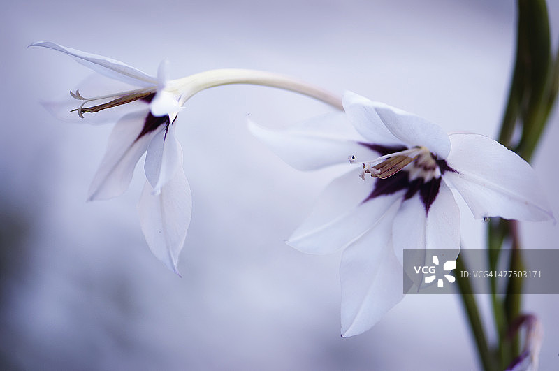 孔雀兰图片素材