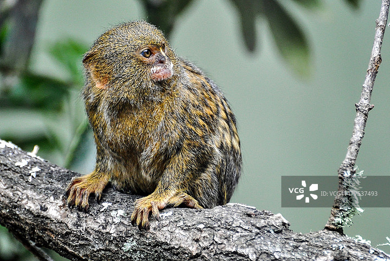 侏儒狨猴图片素材