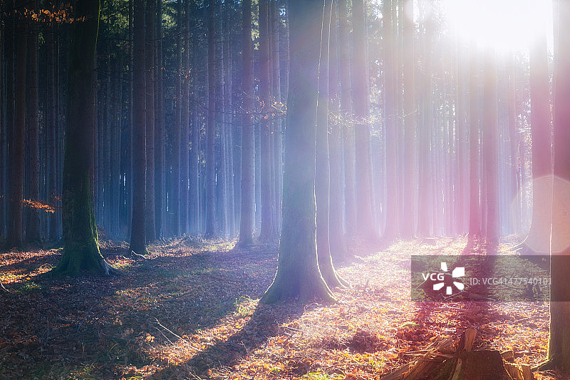 树林间的明亮光线图片素材
