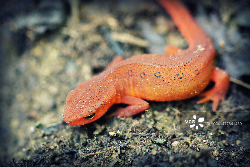 红蝾螈图片素材