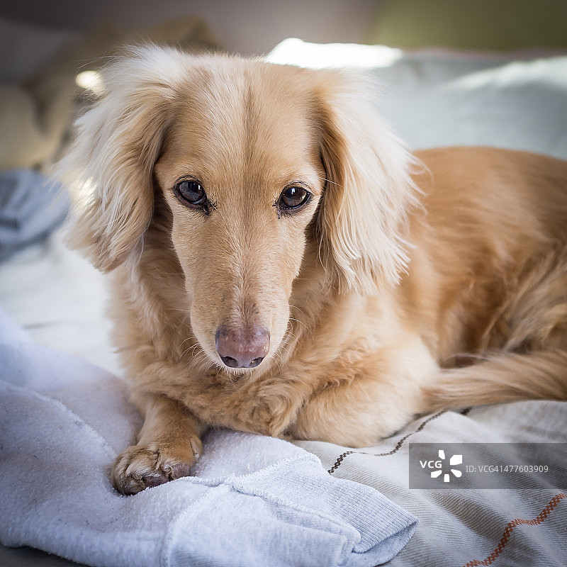 小麦色腊肠犬图片素材