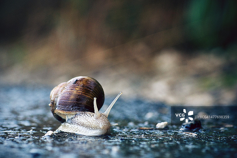 雨中的蜗牛图片素材