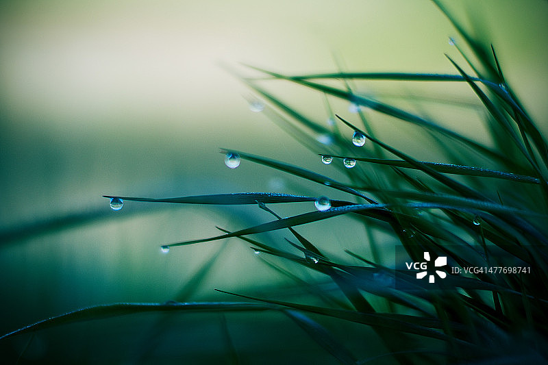 带雨滴的草图片素材