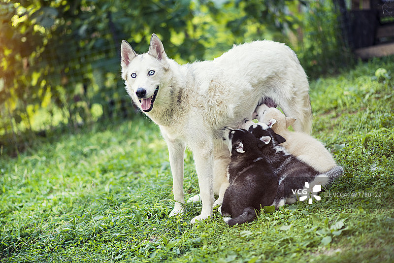 萨摩耶犬妈妈喂养幼犬图片素材