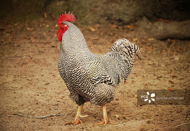 斑纹公鸡图片素材