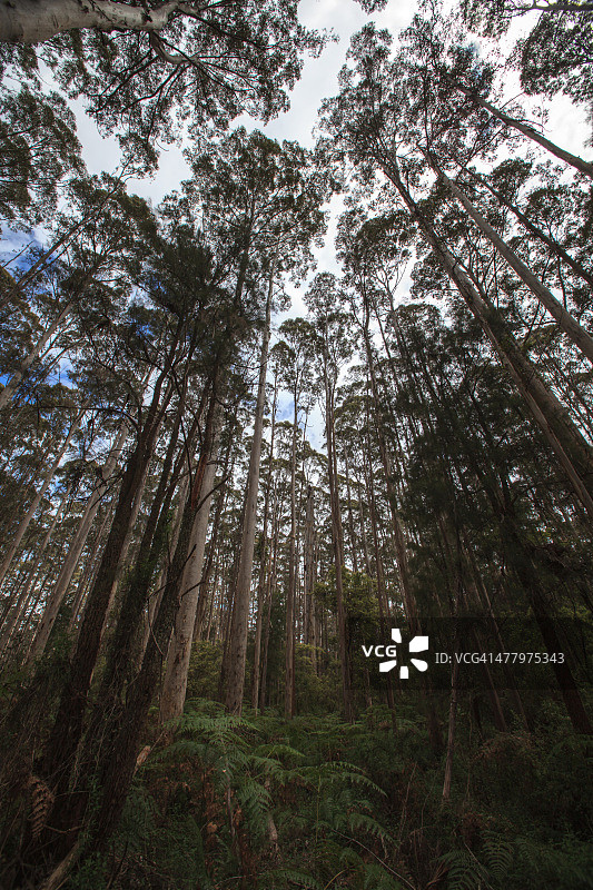 彭伯顿卡里树森林图片素材