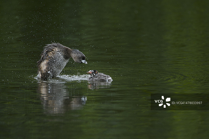 斑嘴鸊鷉图片素材