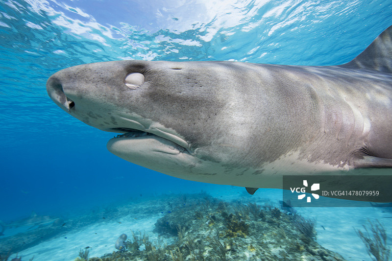 虎鲨图片素材