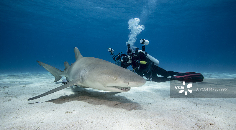 柠檬鲨图片素材