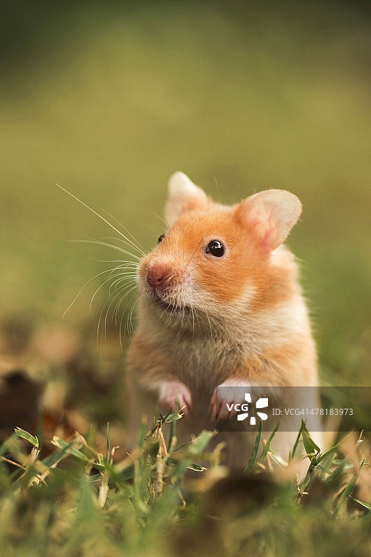 金色仓鼠图片素材