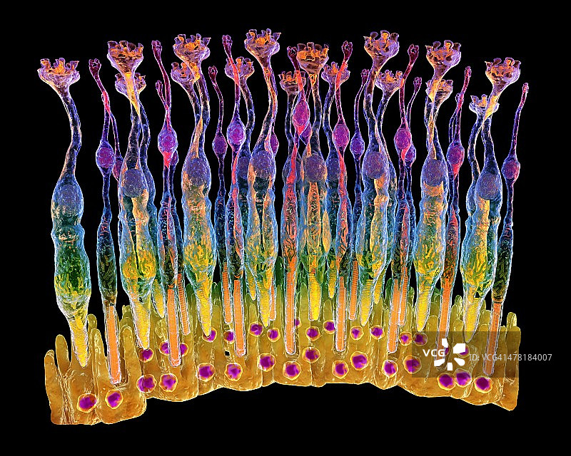 眼睛视网膜图片素材