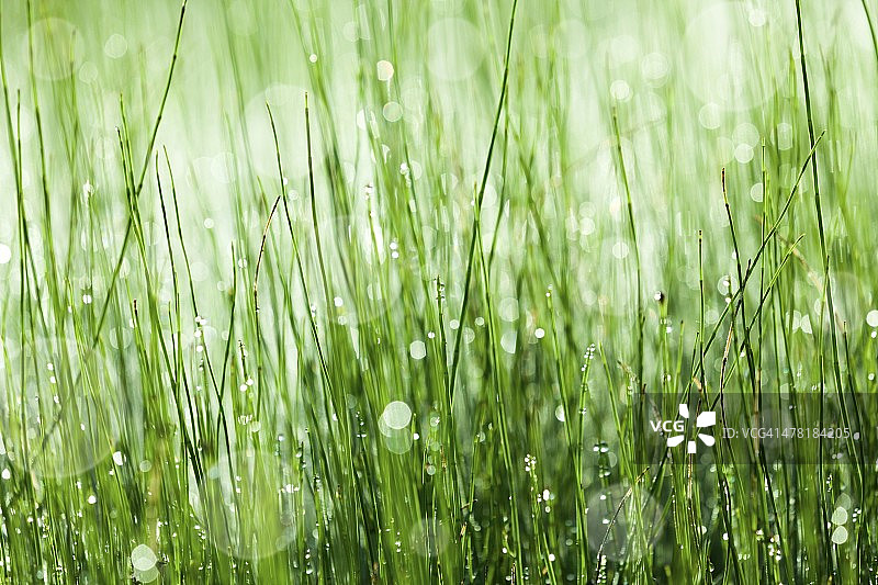 木贼属植物图片素材