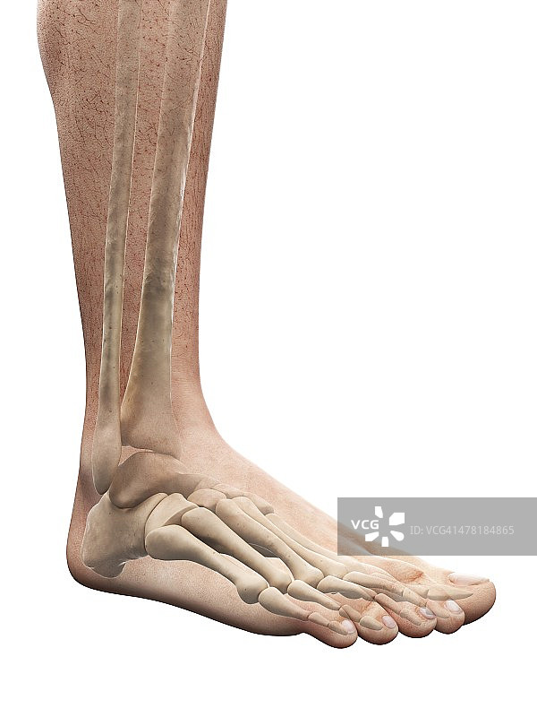 足部解剖艺术作品图片素材