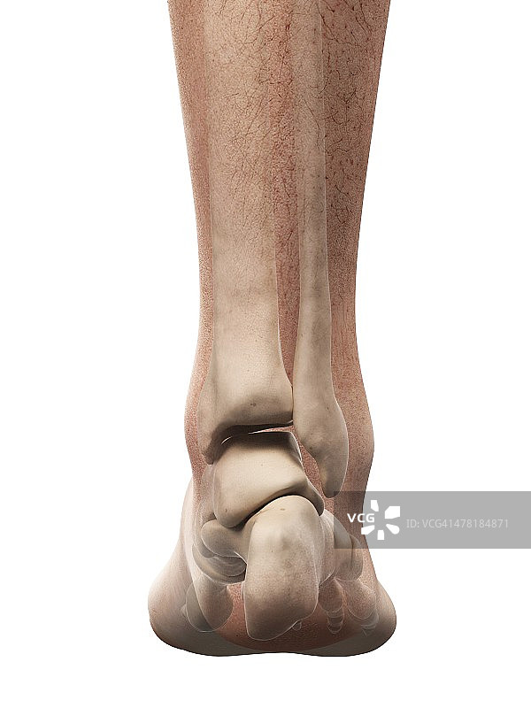 足部解剖艺术作品图片素材